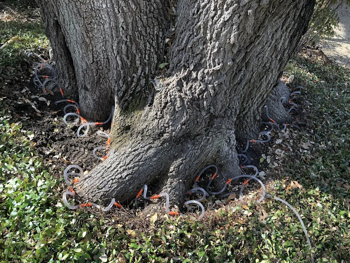 Detailed Tree Cabling and Bracing job site in Stockville