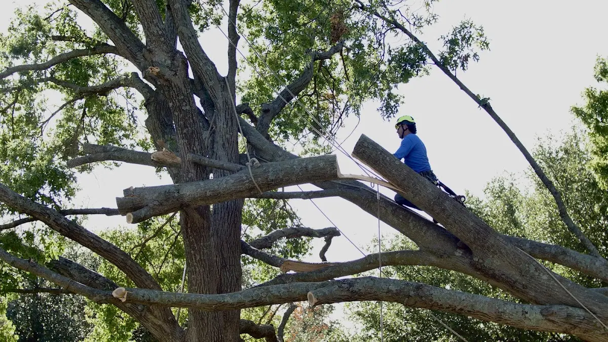 Professional Hazardous Tree Removal performed by certified arborists in Stockville