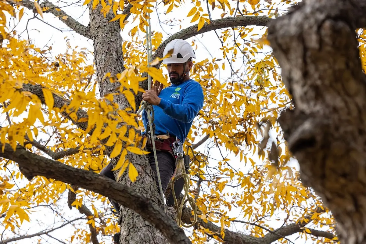 Skilled Tree Planting crew working in Stockville